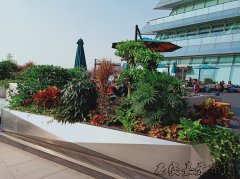 西安各大酒店綠植租賃現(xiàn)場(chǎng)