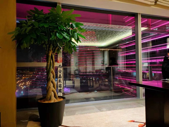 西安酒店花卉租賃|西安嘉禾苗圃