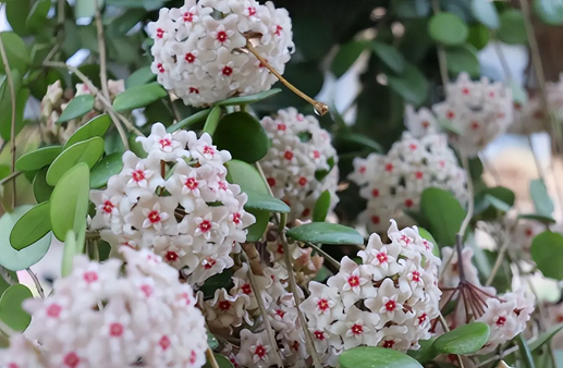 西安酒店花卉租賃球蘭的鑒賞與養(yǎng)護(hù)竅門(mén)