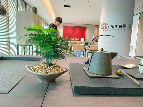 西安酒店臥室綠植租賃就養(yǎng)盆&ldquo;它&rdquo;，幫助睡眠！