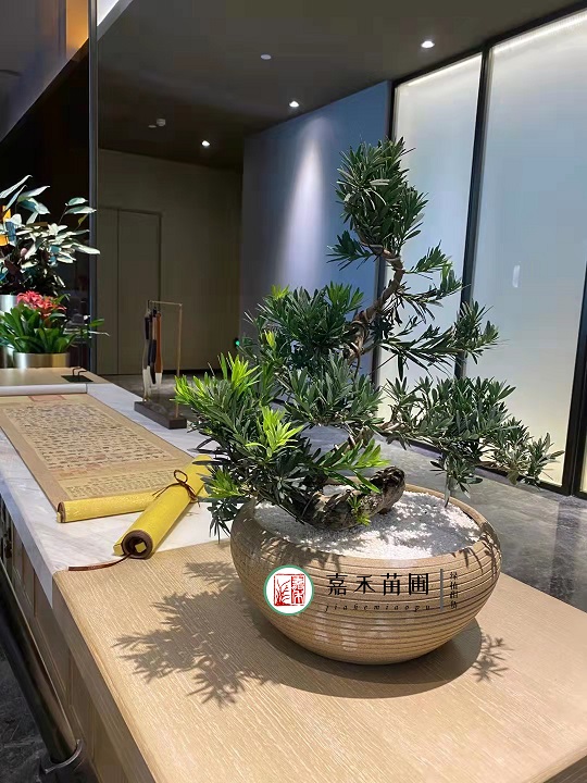 西安酒店花卉租擺效果圖|西安嘉禾苗圃