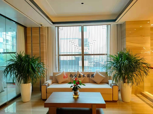 酒店綠植租擺盆栽|西安嘉禾苗圃