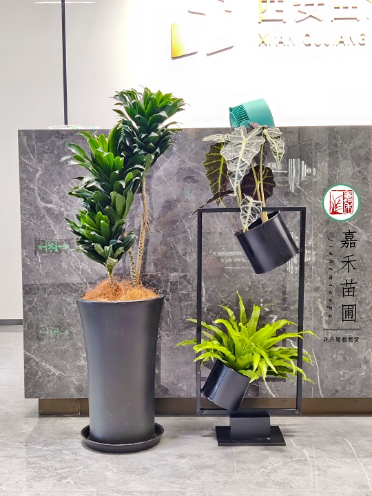 西安酒店花卉綠植租賃設(shè)計(jì)方案|西安嘉禾苗圃