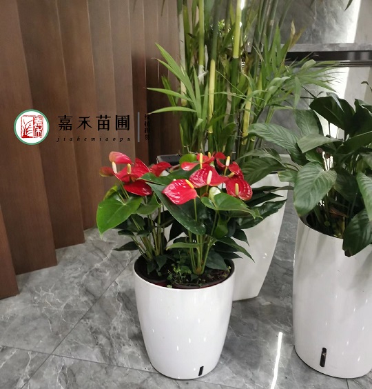 西安花卉租賃報價|15202909185西安嘉禾苗圃