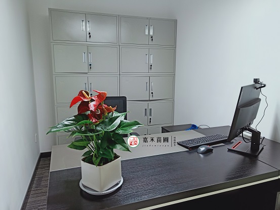 西安花卉租賃這樣養(yǎng)紅掌，結出1把小種子，1盆變10盆，年年開花爆盆！