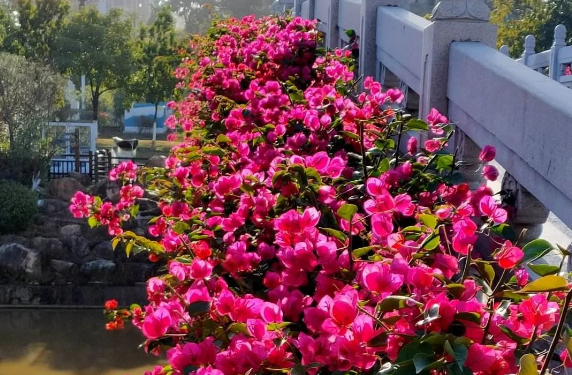 西安綠植租賃推薦|三角梅頻頻掉花苞，主要是4個方面沒做好，趕緊改正！