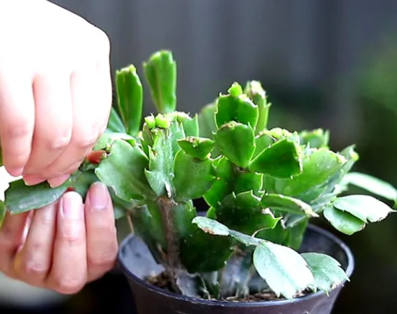 夏天西安花卉租賃養(yǎng)護(hù)|西安嘉禾苗圃