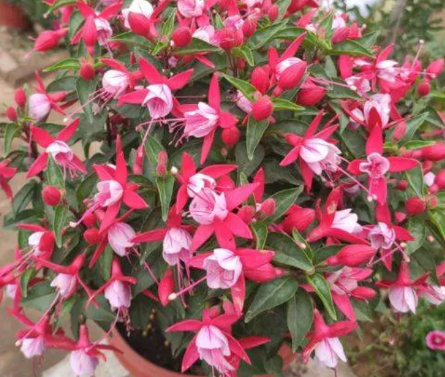 夏天西安花卉租賃養(yǎng)護(hù)|西安嘉禾苗圃