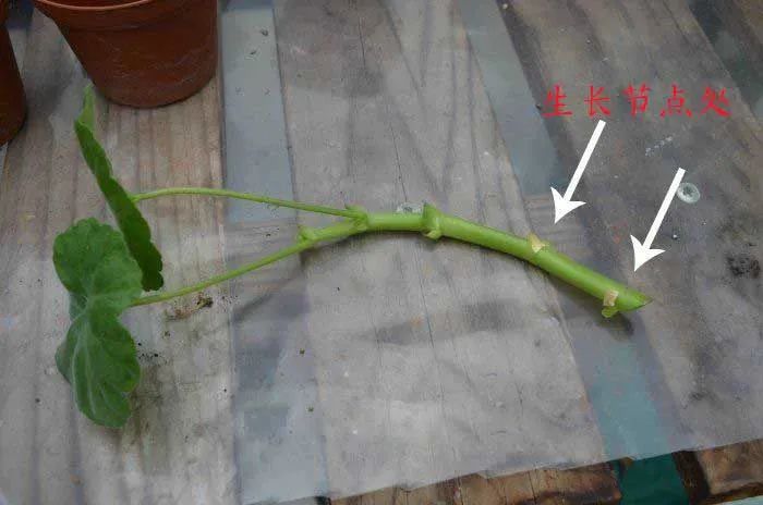 夏天易熱死的4種花，現在抓緊扦插備份，別等到晚了！