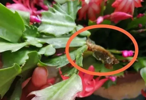 蟹爪蘭的葉片&ldquo;軟趴趴&rdquo;，學會3招，葉片立馬翠綠堅挺！