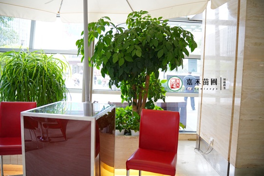 西安酒店綠植租賃|西安嘉禾苗圃 西安酒店綠植租賃|西安嘉禾苗圃