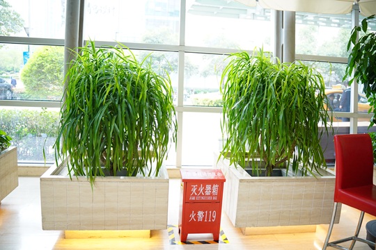 西安酒店綠植租賃公司|西安嘉禾苗圃 西安酒店綠植租賃公司|西安嘉禾苗圃