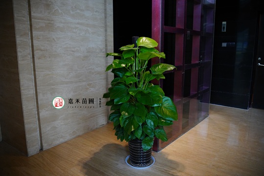 西安綠植租賃公司|西安嘉禾苗圃 西安綠植租賃公司|西安嘉禾苗圃