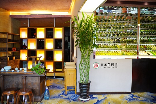 西安高新區(qū)綠植租賃公司|西安嘉禾苗圃 西安高新區(qū)綠植租賃公司|西安嘉禾苗圃