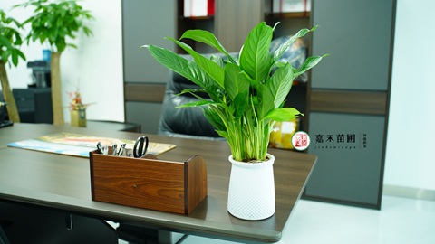 西安辦公室綠植租擺|西安嘉禾苗圃