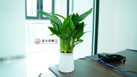 西安綠植租賃商家|西安嘉禾苗圃